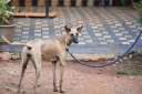 India, PM Modi, Mudhol Hound, Modi, Mann Ki Baat, Narendra Modi, Special Protection Group, Bagalkot, Karnataka, SPG, Atmanirbhar Bharat