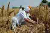 AAP, AAP PUNJAB, MEET HAYER, PUNJAB FARMER, NEWS24, INDIA NEWS