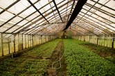 horticulture
