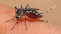 Dengue cases