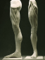 10 effective exercises to get perfectly sculpted calf muscles