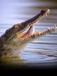 Nile crocodiles