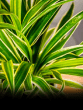 Spider Plant