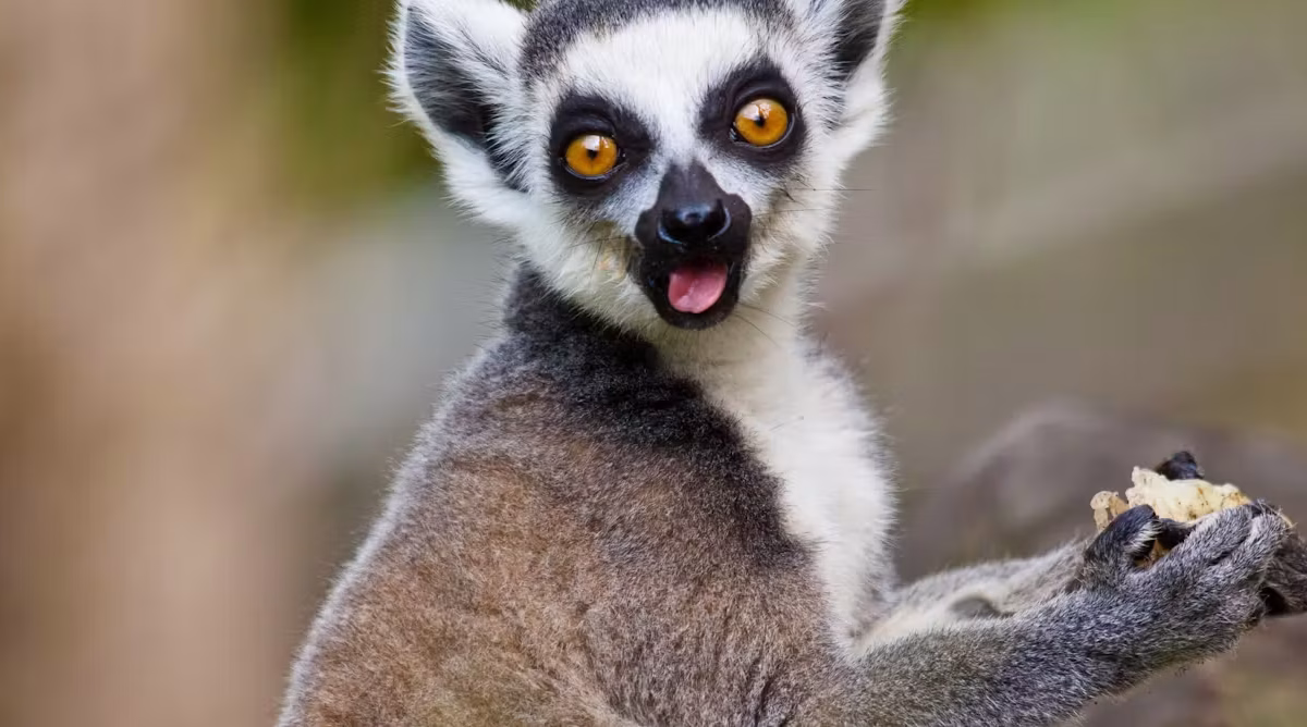 Lemur