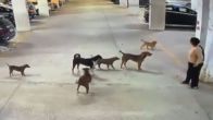 Greater Noida: Stray Dog Menace In Gaur City 2 – Woman Bitten, Left Bleeding And Limping!