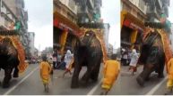 Elephants Run Amok At Ahmedabad Rath Yatra, Video Prompts Concern As Vantara Aids In Aftermath