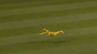 Not 18, He Is 41 Year Old Superman! Faf du Plessis Jaw Dropping Catch In MLC Match Will Leave You Stunned