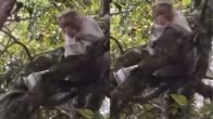 Viral Video: Monkey Snatches Bundle Of Rs 500 Notes, Rains Money From Tree At Guna Caves In Kodaikanal